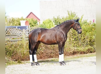 Oldenburger, Ruin, 5 Jaar, 177 cm, Donkerbruin