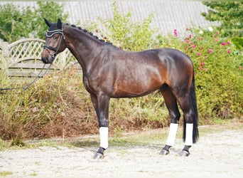 Oldenburger, Ruin, 5 Jaar, 177 cm, Donkerbruin