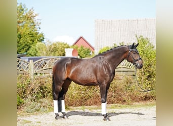 Oldenburger, Ruin, 5 Jaar, 177 cm, Donkerbruin