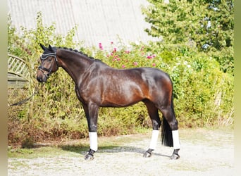 Oldenburger, Ruin, 5 Jaar, 177 cm, Donkerbruin