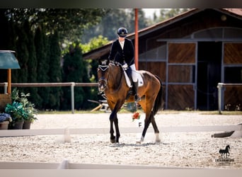 Oldenburger, Ruin, 5 Jaar, 178 cm, Bruin