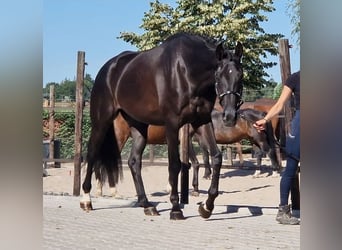 Oldenburger, Ruin, 5 Jaar, 178 cm, Zwart