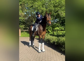 Oldenburger, Ruin, 5 Jaar, 179 cm, Bruin