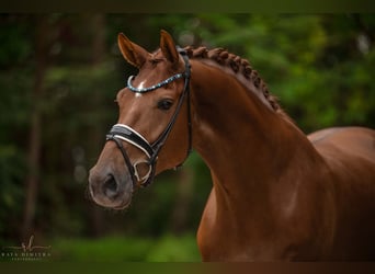 Oldenburger, Ruin, 5 Jaar, 180 cm, Donkere-vos