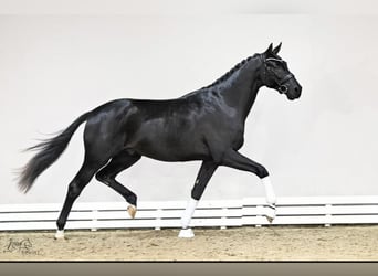 Oldenburger, Ruin, 5 Jaar, 180 cm, Zwart