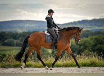 Oldenburger, Ruin, 5 Jaar, 186 cm, Bruin