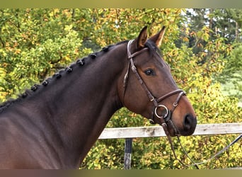Oldenburger, Ruin, 5 Jaar, Bruin