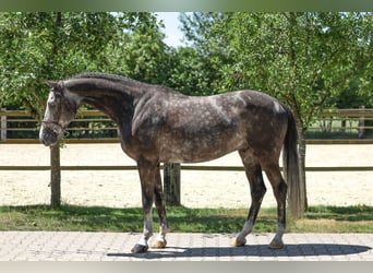 Oldenburger, Ruin, 5 Jaar, Schimmel