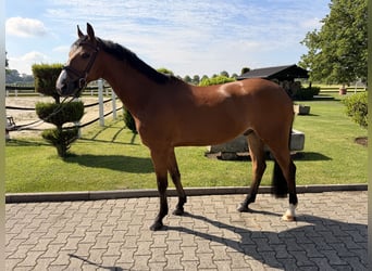 Oldenburger, Ruin, 6 Jaar, 160 cm, Bruin