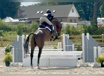 Oldenburger, Ruin, 6 Jaar, 163 cm, Roodbruin
