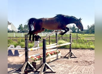 Oldenburger, Ruin, 6 Jaar, 163 cm, Roodbruin