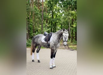 Oldenburger, Ruin, 6 Jaar, 164 cm, Schimmel