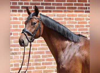 Oldenburger, Ruin, 6 Jaar, 165 cm, Bruin