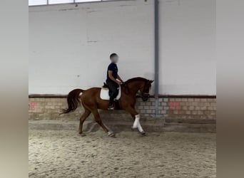 Oldenburger, Ruin, 6 Jaar, 165 cm, Vos