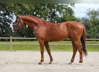 Oldenburger, Ruin, 6 Jaar, 165 cm, Vos