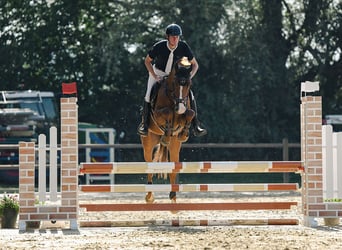 Oldenburger, Ruin, 6 Jaar, 165 cm, Vos