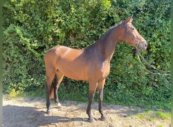 Oldenburger, Ruin, 6 Jaar, 166 cm, Bruin