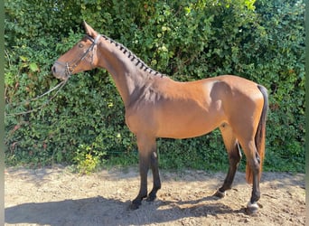 Oldenburger, Ruin, 6 Jaar, 166 cm, Bruin