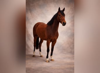 Oldenburger, Ruin, 6 Jaar, 168 cm, Bruin