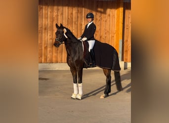 Oldenburger, Ruin, 6 Jaar, 169 cm, Bruin