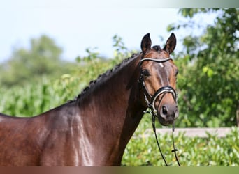 Oldenburger, Ruin, 6 Jaar, 170 cm, Donkerbruin