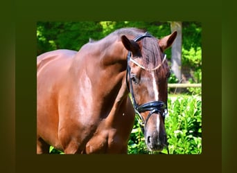 Oldenburger, Ruin, 6 Jaar, 170 cm, Donkere-vos