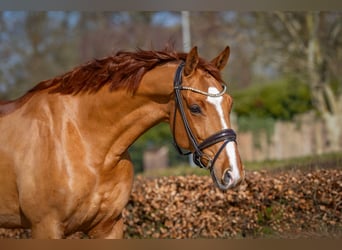 Oldenburger, Ruin, 6 Jaar, 170 cm, Vos