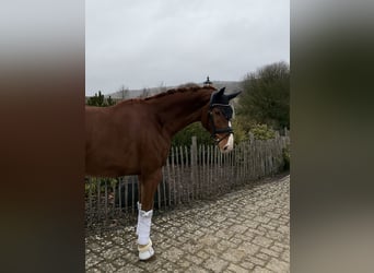 Oldenburger, Ruin, 6 Jaar, 170 cm, Vos