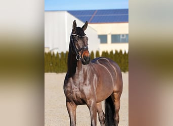 Oldenburger, Ruin, 6 Jaar, 170 cm, Zwartbruin