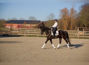 Oldenburger, Ruin, 6 Jaar, 171 cm, Zwart