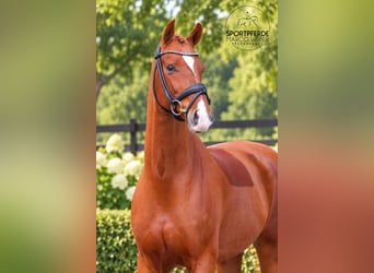 Oldenburger, Ruin, 6 Jaar, 172 cm, Donkere-vos