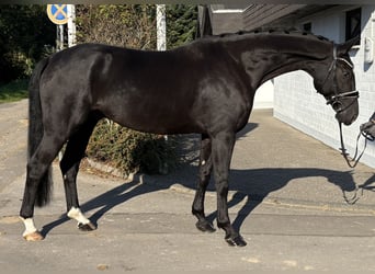 Oldenburger, Ruin, 6 Jaar, 172 cm, Zwart