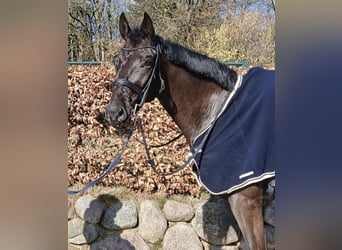 Oldenburger, Ruin, 6 Jaar, 172 cm, Zwart