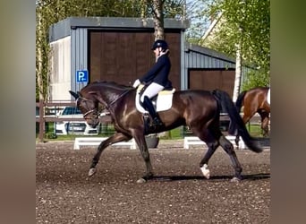 Oldenburger, Ruin, 6 Jaar, 173 cm, Donkerbruin