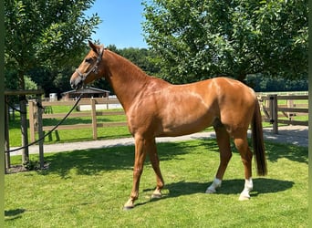 Oldenburger, Ruin, 6 Jaar, 173 cm, Vos