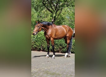 Oldenburger, Ruin, 6 Jaar, 174 cm, Bruin