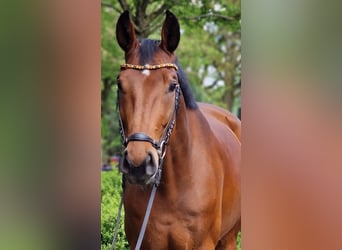 Oldenburger, Ruin, 6 Jaar, 174 cm, Bruin