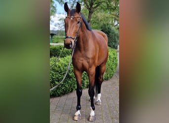 Oldenburger, Ruin, 6 Jaar, 174 cm, Bruin