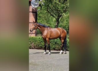 Oldenburger, Ruin, 6 Jaar, 174 cm, Bruin