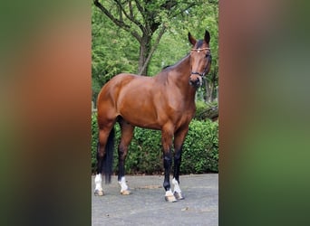Oldenburger, Ruin, 6 Jaar, 174 cm, Bruin