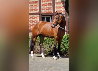 Oldenburger, Ruin, 6 Jaar, 174 cm, Bruin