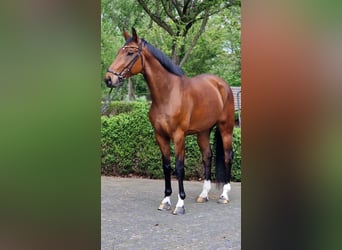 Oldenburger, Ruin, 6 Jaar, 174 cm, Bruin