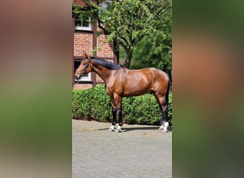 Oldenburger, Ruin, 6 Jaar, 174 cm, Bruin