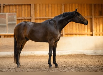 Oldenburger, Ruin, 6 Jaar, 174 cm, Donkerbruin