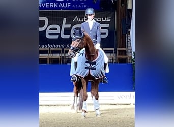 Oldenburger, Ruin, 6 Jaar, 174 cm, Donkere-vos
