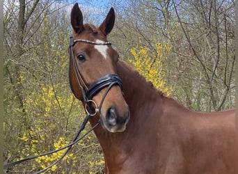 Oldenburger, Ruin, 6 Jaar, 174 cm, Donkere-vos