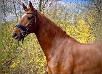 Oldenburger, Ruin, 6 Jaar, 174 cm, Donkere-vos