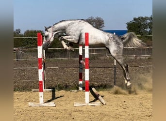 Oldenburger, Ruin, 6 Jaar, 174 cm, Schimmel