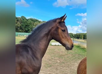 Oldenburger, Ruin, 6 Jaar, 175 cm, Donkerbruin