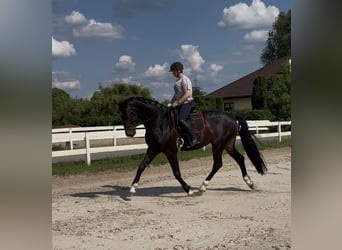 Oldenburger, Ruin, 6 Jaar, 175 cm, Roodbruin